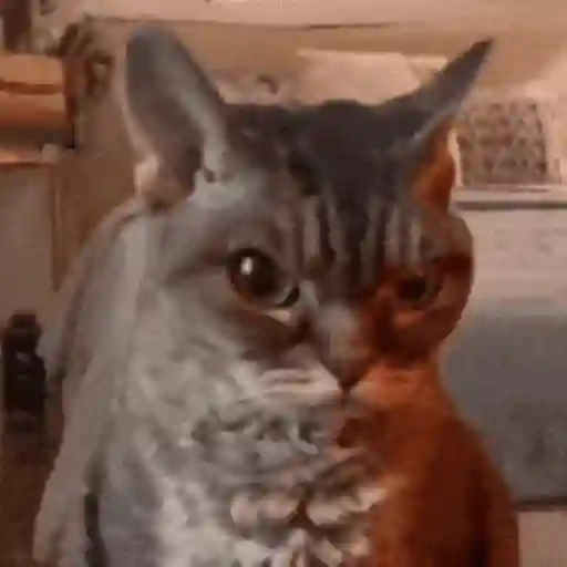 Gatos Enojados 2026 🐱😡 6