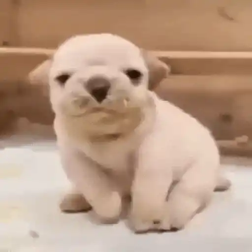 Pibble - Perrito blanco 1