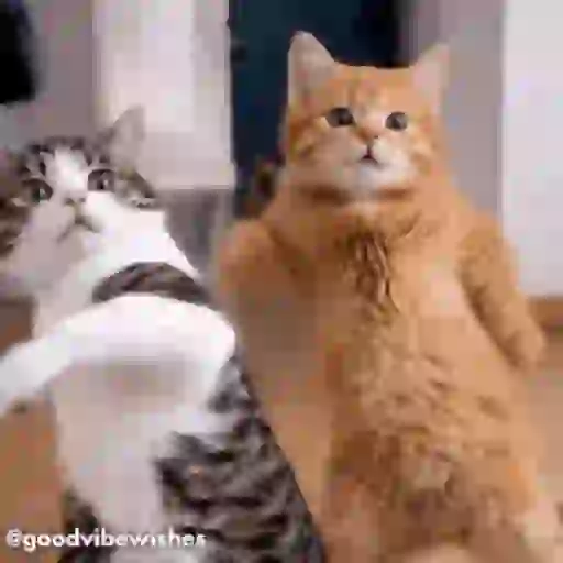 Dançando, dançando e dançando 🕺💃🪩 4