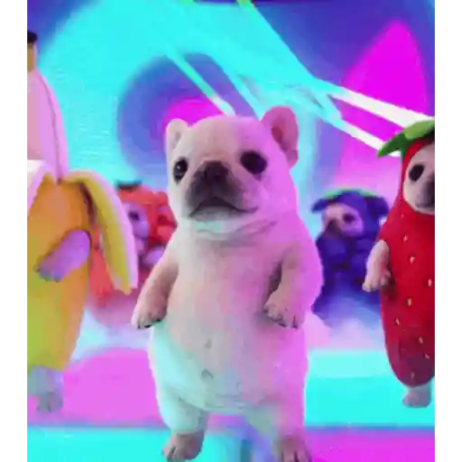 Pibble - Perrito blanco 3