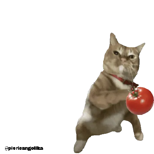 Gato Tomate 🐱 🍅 13