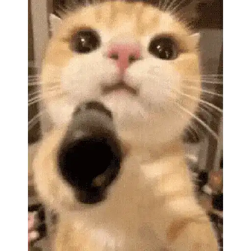 BLUE CAT GIF 18