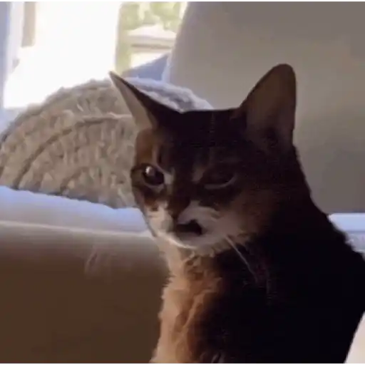 Gatos Enojados 2026 🐱😡 4