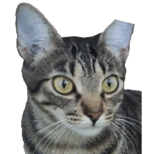 🐈🐱 Gatos Memes Michis 🐱🐈 4