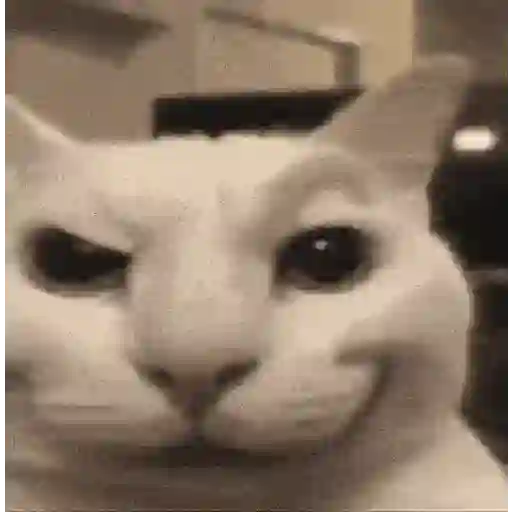 Cat 2