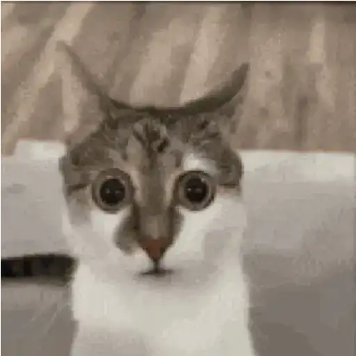 Cat 10