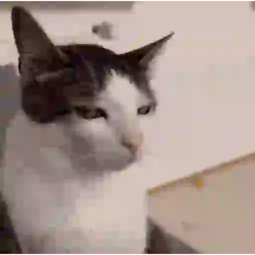 Gatos Enojados 2026 🐱😡 1