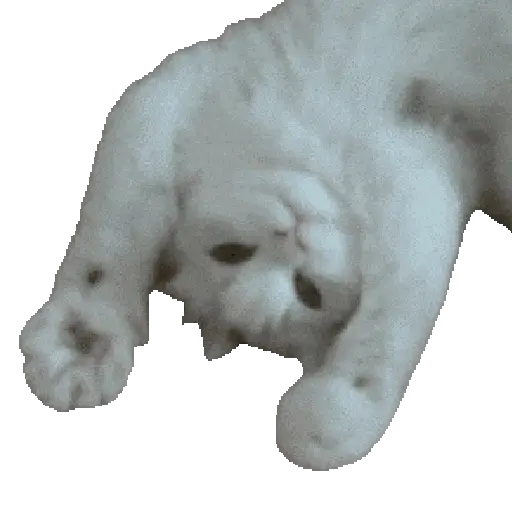 🐈🐱 Gatos Memes Michis 🐱🐈 11