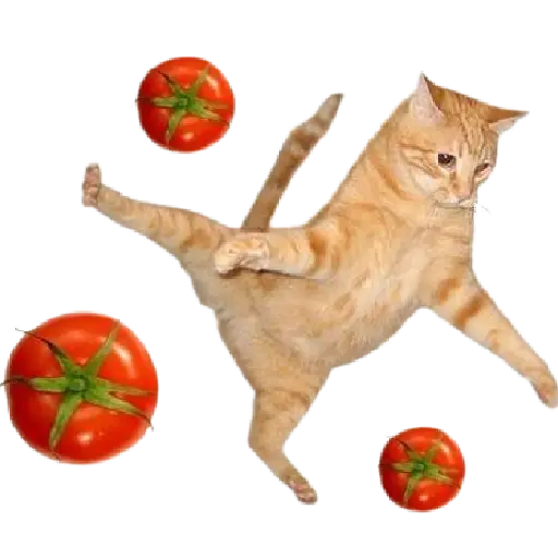 Gato Tomate 🐱 🍅 6