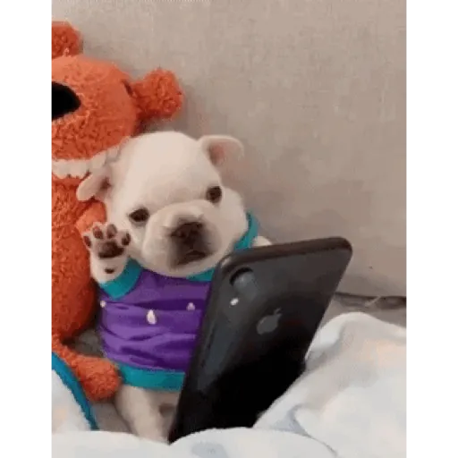 Pibble - Perrito blanco 12