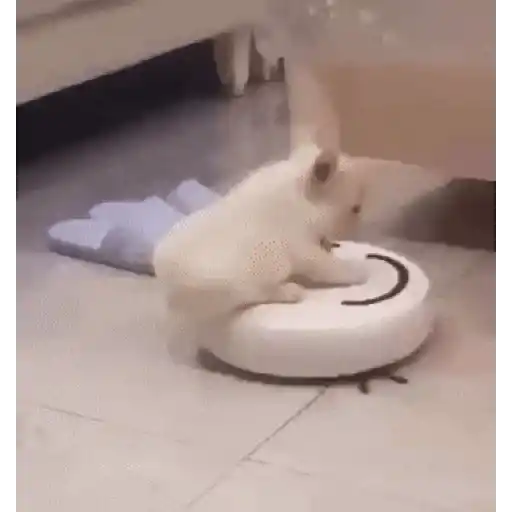 Pibble - Perrito blanco 6