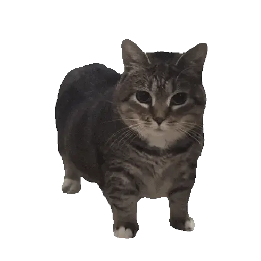 🐈🐱 Gatos Memes Michis 🐱🐈 10