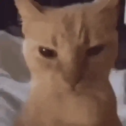 Gatos Enojados 2026 🐱😡 16