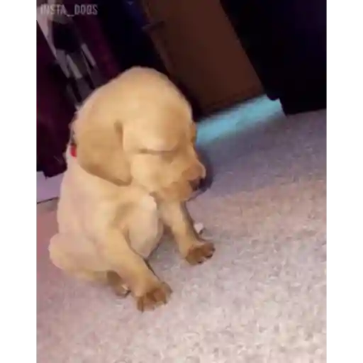 Cachorros 7