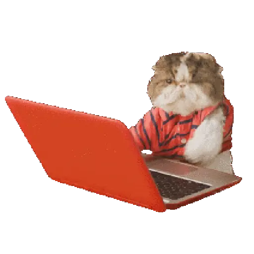 🐈🐱 Gatos Memes Michis 🐱🐈 5