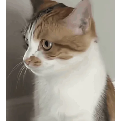 Gatos Enojados 2026 🐱😡 14