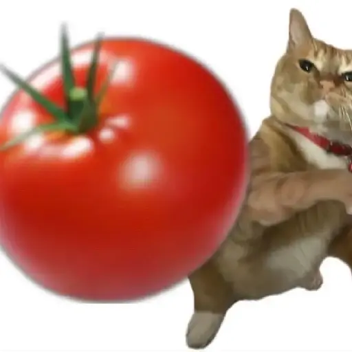 Gato Tomate 🐱 🍅 1