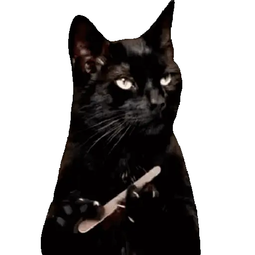 🐈🐱 Gatos Memes Michis 🐱🐈 7
