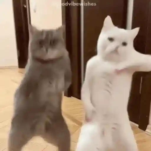 Dançando, dançando e dançando 🕺💃🪩 2