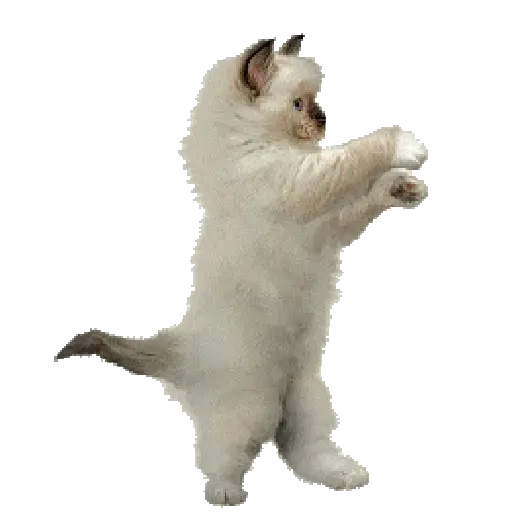 🐈🐱 Gatos Memes Michis 🐱🐈 2