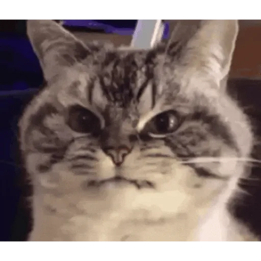 Gatos Enojados 2026 🐱😡 9