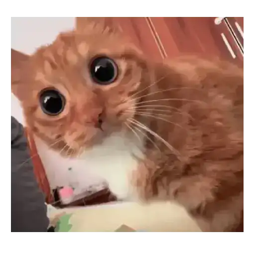 Gatos y Perros expresivos 😍❤️ 7