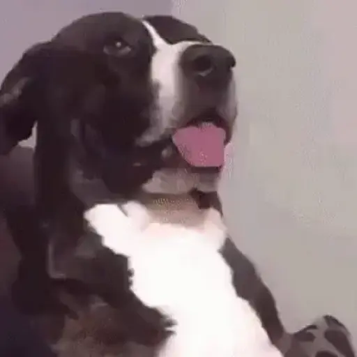 Reações Diárias 12