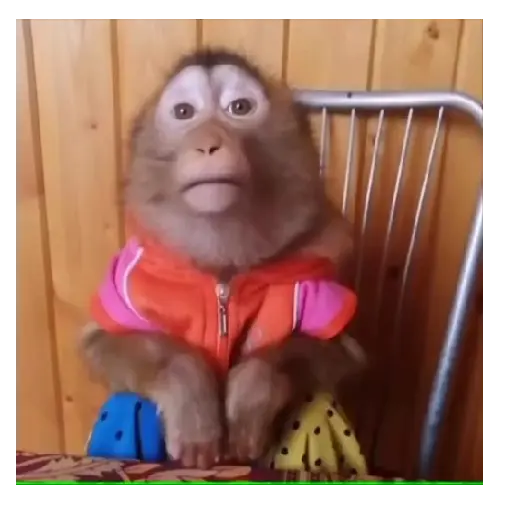 Mono TikTok 🐵 3