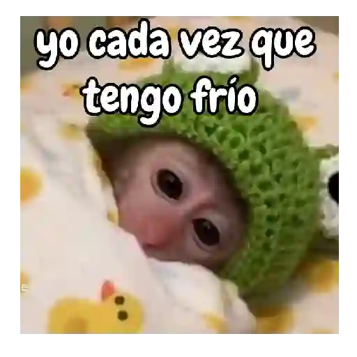 Frío de monos 🙉❄️ 15