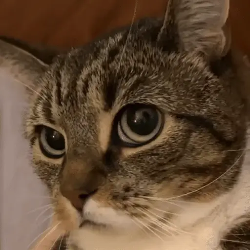 Gatos 😸🐈‍⬛ Michis funny 3🐈 3