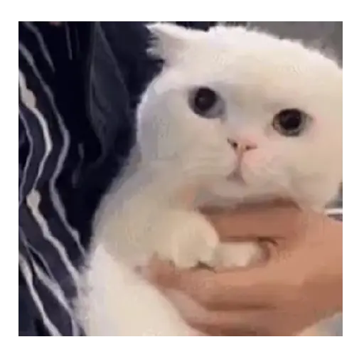 Gatos Memes 😼❤️ 10