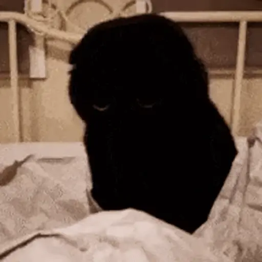 😻 Michis Gatos funny 🐈🐈‍⬛ 6