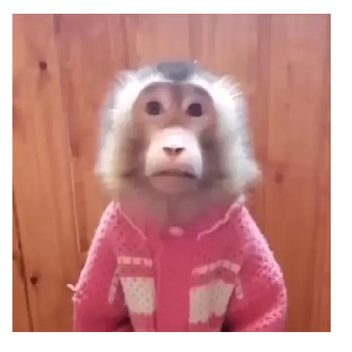Mono TikTok 🐵 1