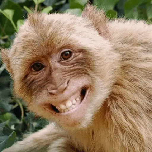 🐒 Monos Risas Meme 🙊🤣 XDXD 2
