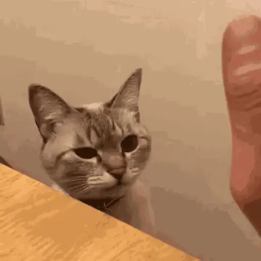 Gatos 🐈‍⬛🐈Michis Funny 2😸 3