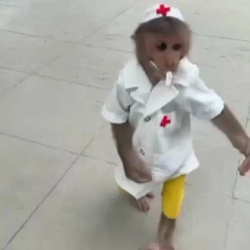 Monitos bonitos y tiernos🥰💕  8