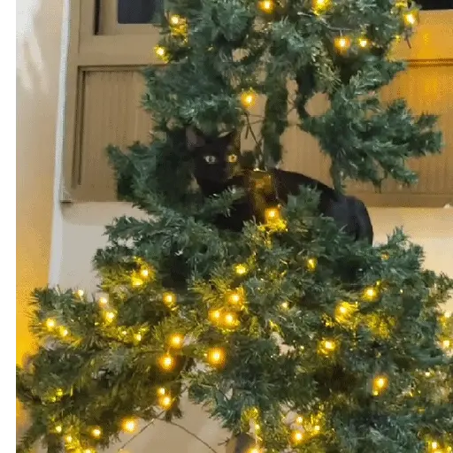 Gata loca 🤨🌲 1