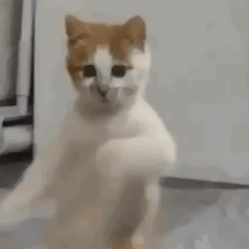 Reações do tiktok... 12