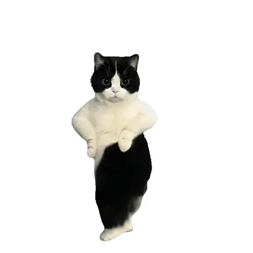 Kucing joget / dancing cat 2