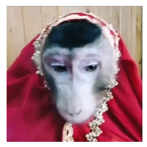 Mono TikTok 🐵 19