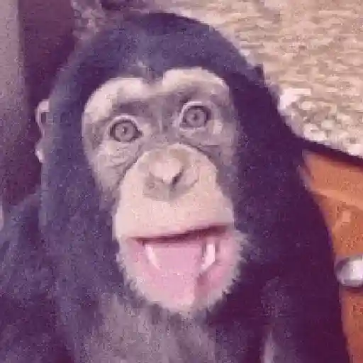 🐒 Monos Risas Meme 🙊🤣 XDXD 11