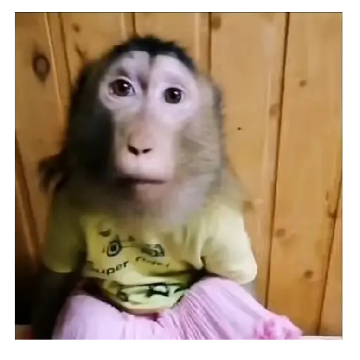 Mono TikTok 🐵 22