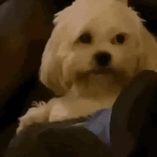 Reações do tiktok... 6