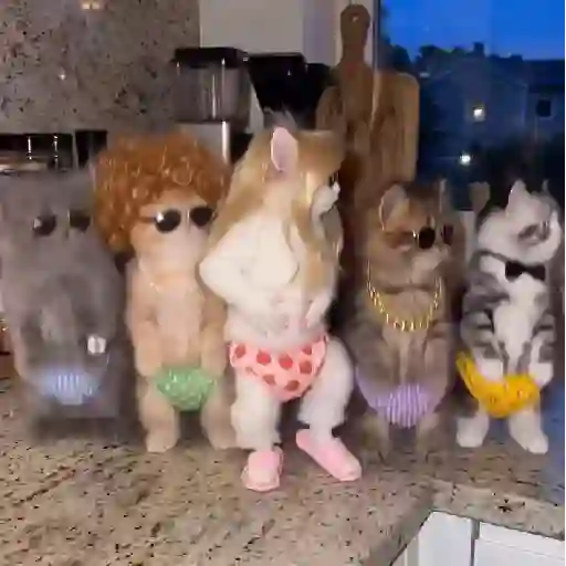 🐈 Dancing Cat🐱Gatos Tiktok📱 12