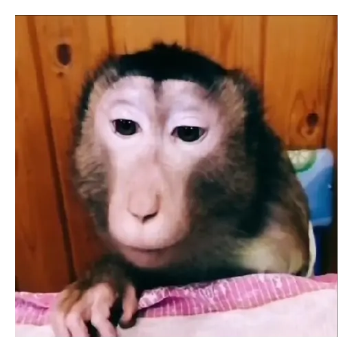 Mono TikTok 🐵 12