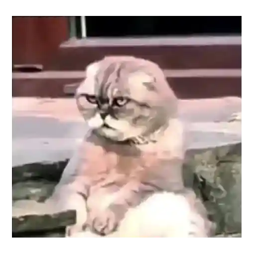 Gatos y Perros expresivos 😍❤️ 5
