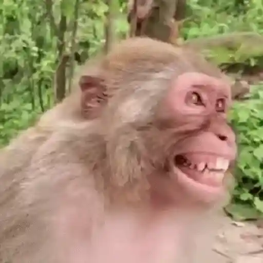 🐒 Monos Risas Meme 🙊🤣 XDXD 3