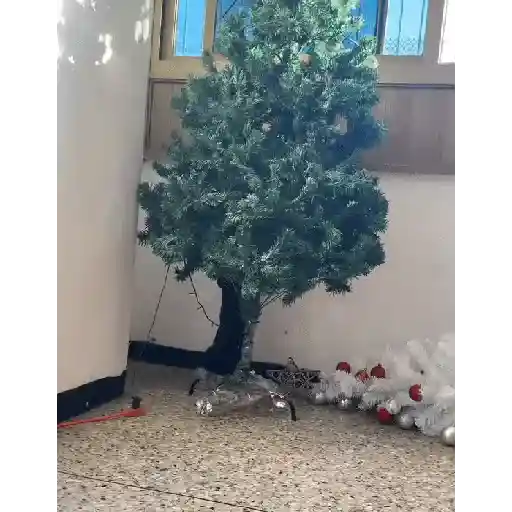 Gata loca 🤨🌲 8
