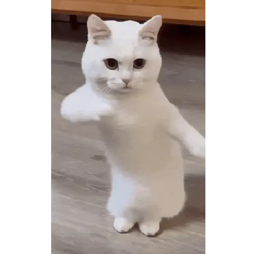 Kucing joget / dancing cat 1