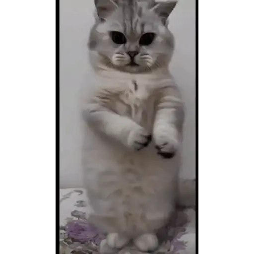 Kucing joget / dancing cat 10